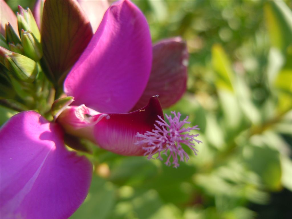 Polygala myrtifolia